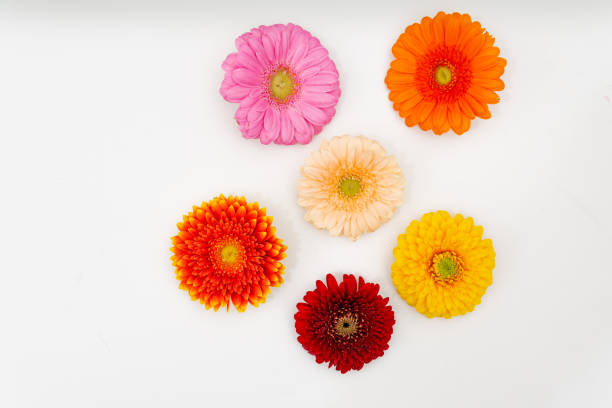 istock some differently coloured Gerbera blossoms lie side by side on a white base 1210840899
