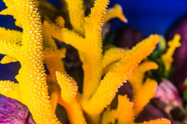 Close up of Colorful Coral stock photo