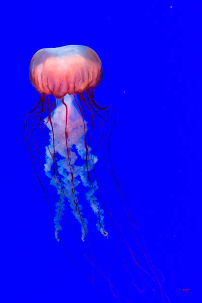 istock Jellyfish in water on a Blue Background 1210842967