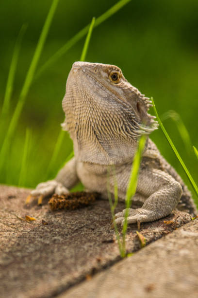 istock Close up of Reptile 1210844705