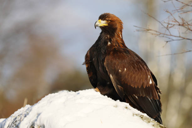 istock Steppe Eagle, Aquila nipalensis, sitting in the rock with snow 1210844980