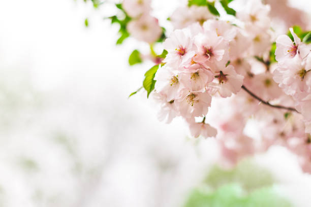 istock Amazing pink cherry blossoms on the Sakura tree. Beautiful spring tree. 1210845714