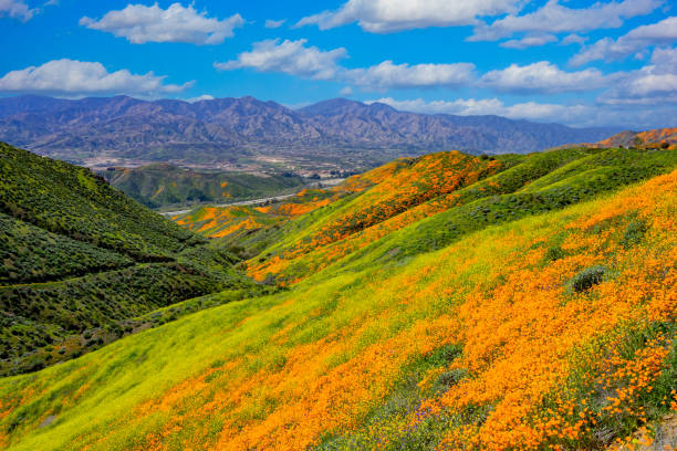 スプリングタイムポピースーパーブルームリバーサイド郡、レイクエルシノア、カリフォルニア州 - poppy field flower california golden poppy ストックフォトと画像