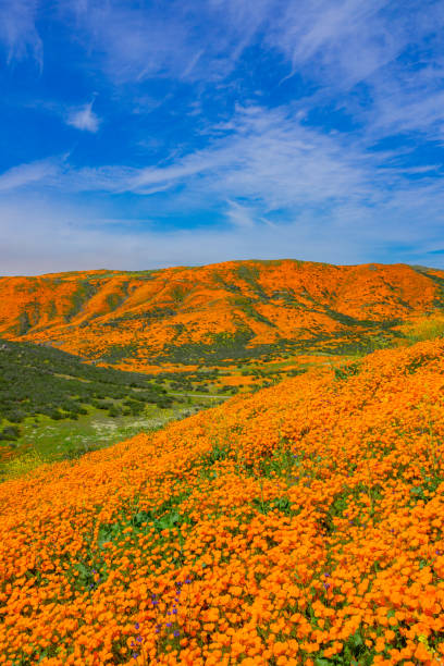 istock Springtime Poppy super bloom Riverside County at Lake Elsinore, CA 1210845744