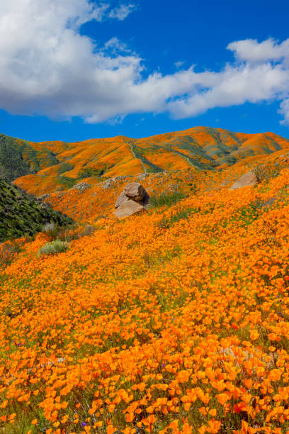 istock Springtime Poppy super bloom Riverside County at Lake Elsinore, CA 1210845876