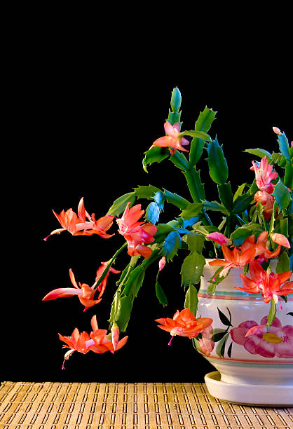 Colorful Christmas cactus. Blooming flowers of the Christmas cactus. zygo cactus  stock pictures, royalty-free photos & images