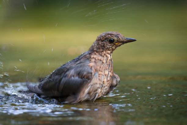 istock Side view of a female common blackbird taking a bath 1210849235
