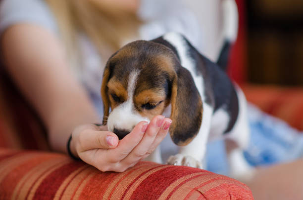 Little cute dog, puppy beagle, eating from woman hand. Owner feeding her pet.
