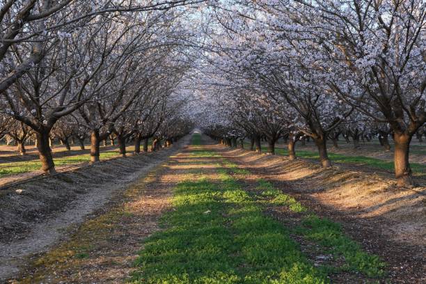 istock Almond trees in full bloom 1210852369