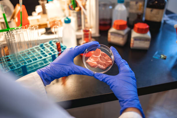 istock Raw meat in scientist hands 1210852766