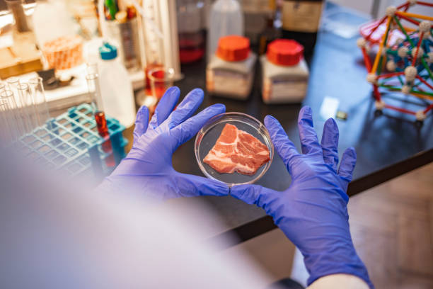 istock Young scientist is inspecting and analyzing the cultured artificial meat sample in laboratory. 1210852788