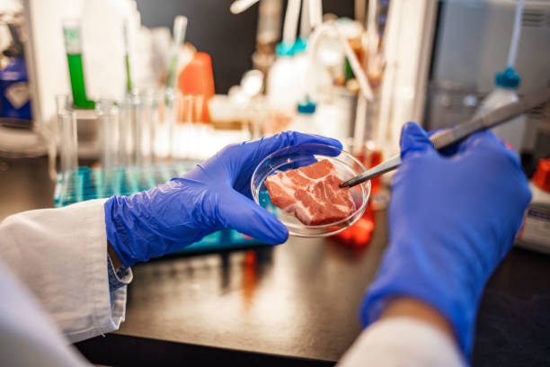 food quality control expert inspecting at meat - plant food research biotechnology imagens e fotografias de stock