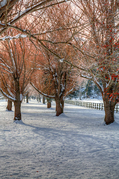 istock Rows of trees in snowy field. 121085348