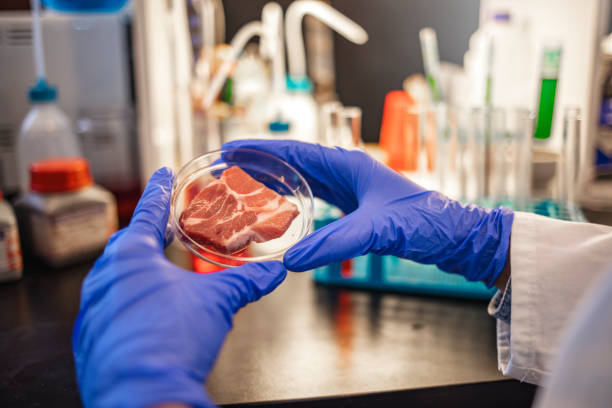 Scientist inspecting meat sample at laboratory. Food quality control expert inspecting at meat specimen in the laboratory. Selective focus. Food quality control expert inspecting at meat specimen in the laboratory. Meat sample in open laboratory Petri dish genetically modified food stock pictures, royalty-free photos & images