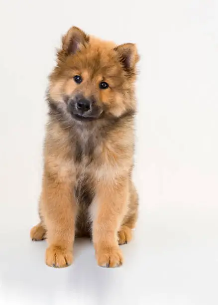 The Eurasier, or Eurasian dog, is a breed of dog of the spitz type that originated in Germany. It is widely known as a wonderful companion that maintains its own personality