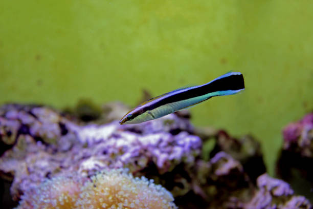 istock Bluestreak cleaner wrasse - Labroides dimidiatus 1210854587