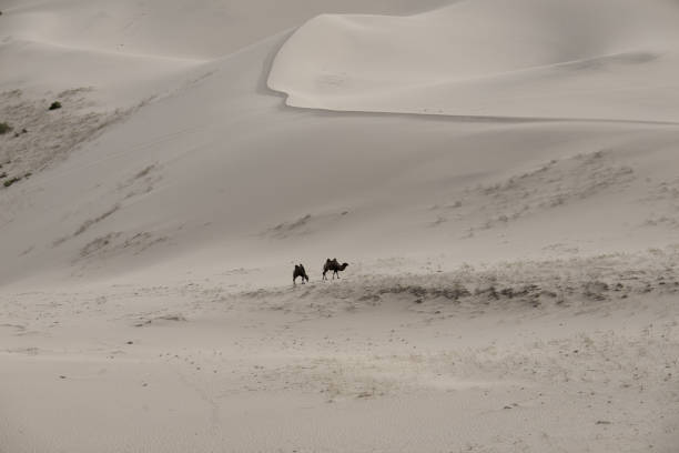 istock Camels Camelus bactrianus Sand Dunes on Horizon 1210854614