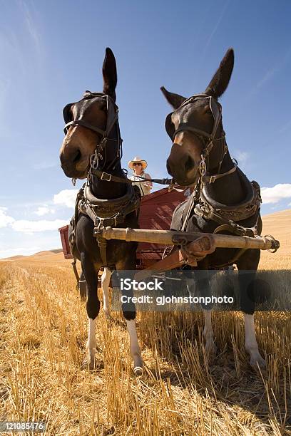 Muł Zespół Ciągnąc Wagon - zdjęcia stockowe i więcej obrazów Brązowy - Brązowy, Ciągnięty przez konie, Ciągnąć