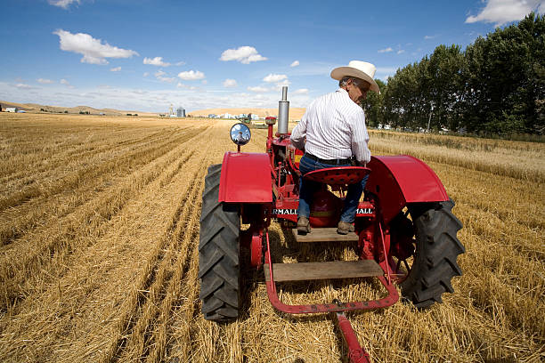 Colfax, Washington USA-September 6, 2010. A farmer drives the tractor in the wheat field during the old fashioned Threshing Bee in Colfax, Washington. An event that uses old fashioned equipment.