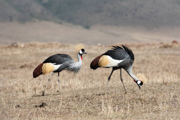 istock Grey Crowned Crane in africa 1210855548