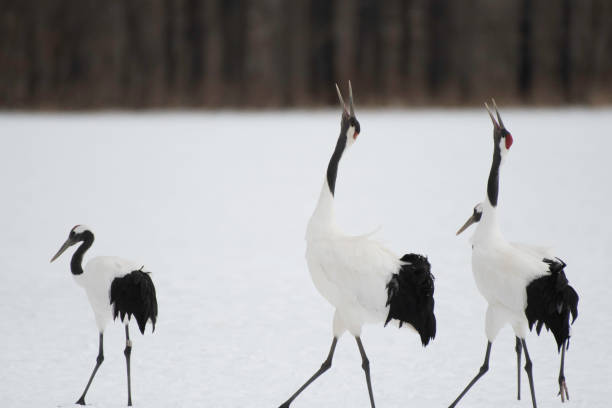 istock Red-crowned cranes whooping in Tsurui village 1210855806