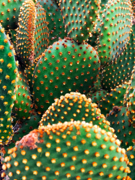 オプンティアサボテンの背景 - prickly pear fruit flowers plants nature ストックフォトと画像