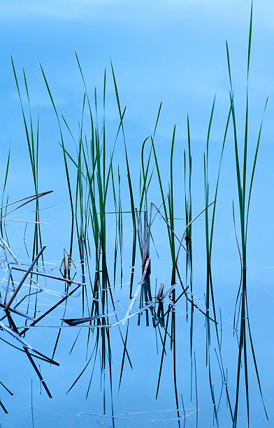 istock Reflection of grass in water. 121085662
