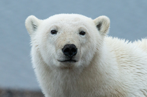 Pose de oso polar photo