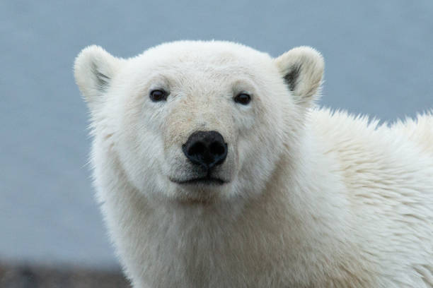 북극곰 포즈 - 북극곰 뉴스 사진 이미지