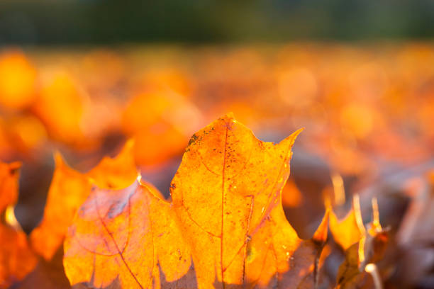 autumn season - abounding imagens e fotografias de stock