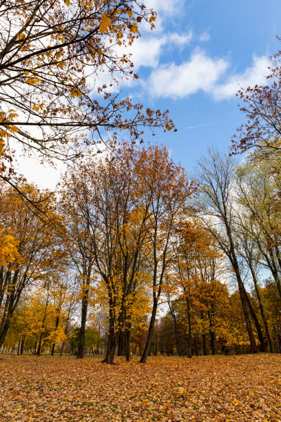 features of autumn weather - abounding imagens e fotografias de stock