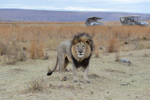 Male Lion with Safari Vehicles stock photo