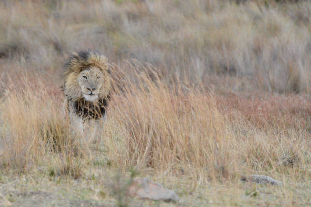 männlicher löwe getarnt in tall grass - lion mane strength male animal stock-fotos und bilder