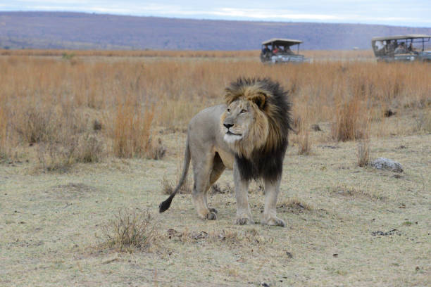 istock Male Lion with Safari Vehicles 1210857678