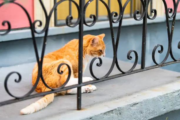 Stray orange white cat behind wrought iron railing on sidewalk street in New Orleans, Louisiana scratching neck on porch of house
