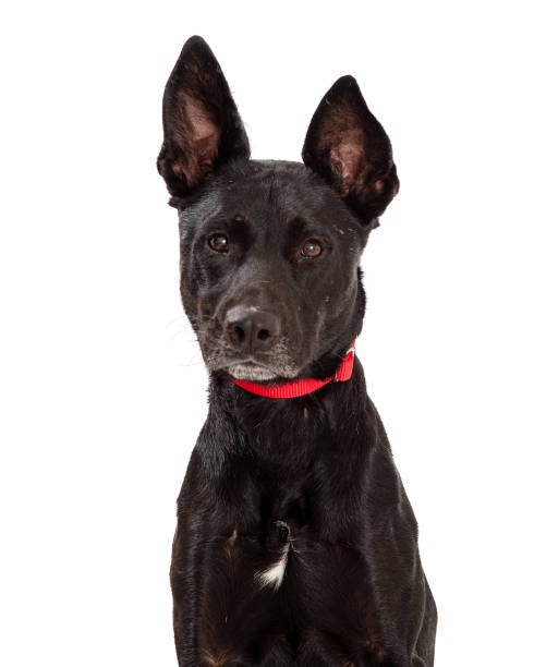 istock Closeup Black Shepherd Crossbreed Dog 1210858404
