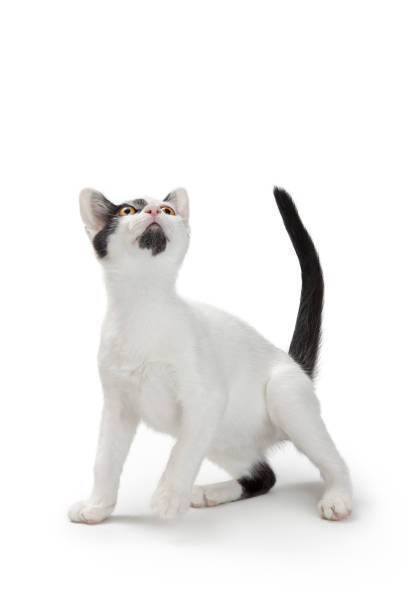 遊び心若い白猫黒いマーキング - white domestic cat kitten young animal ストックフォトと画像