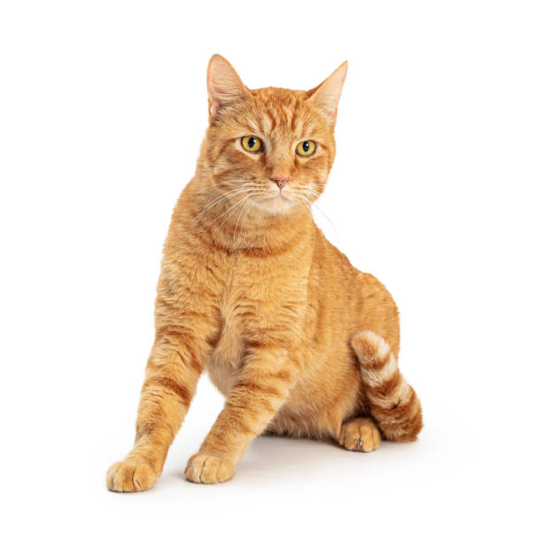 istock Orange Domestic Shorthair Tabby Cat Sitting 1210858519