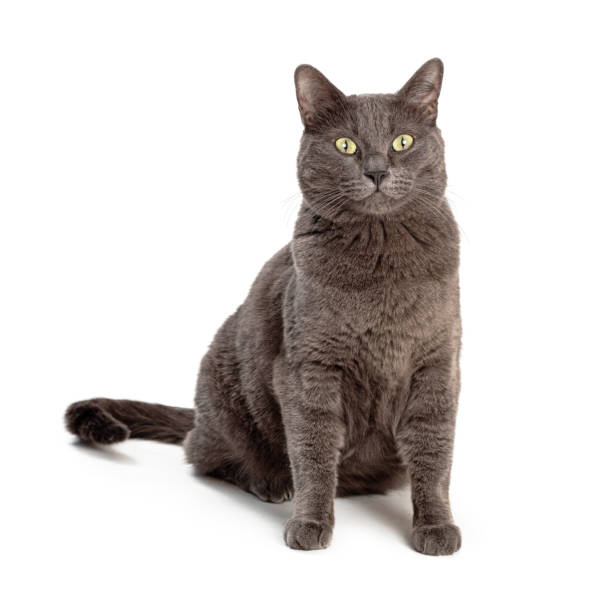 istock Grey Domestic Shorthair Cat Sitting Looking Forward 1210858635