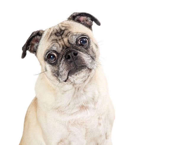 istock Pug Dog Close Up Sweet Expression 1210858637