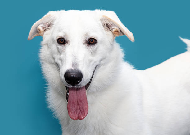 istock Closeup White Shepherd Happy Dog Blue Background 1210858640