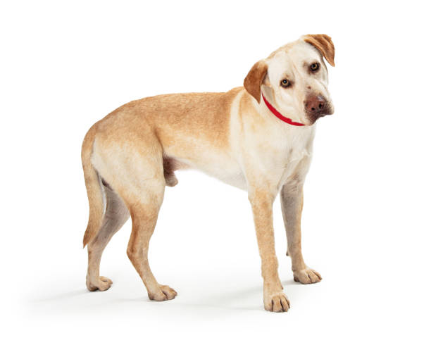 istock Labrador Retriever Mix Dog Standing Side 1210858669