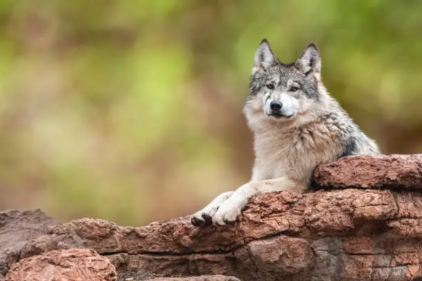 Young critically endangered Mexican Grey Wolf lying on rocks looking forward at camera.