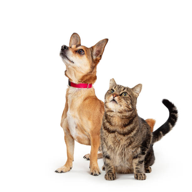 istock Interested Dog and Cat Together Looking Up 1210859759