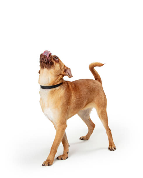 istock Hungry Small Dog Tongue Out Looking Up 1210859777