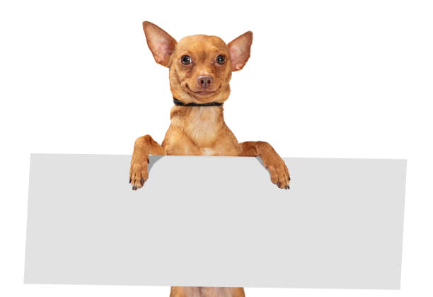 istock Funny Smiling Dog Holding Blank Sign 1210859782