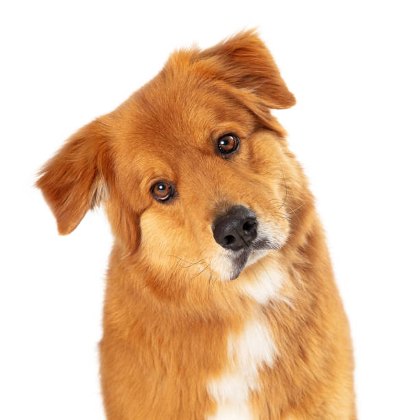 istock Large Brown Crossbreed Dog Tilting Head 1210859789