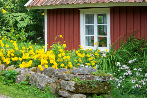 Old red wooden cottage with a window with white frames in a typical swedish style. Flower bed with green plants and yellow flowers and a stone wall in front of the house.