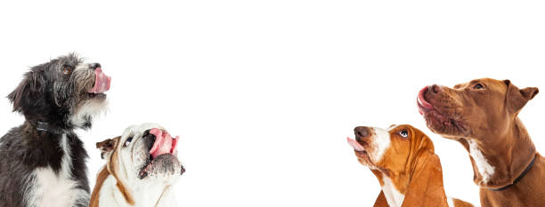 Hungry Dogs Salivating on Horizontal Web Banner stock photo