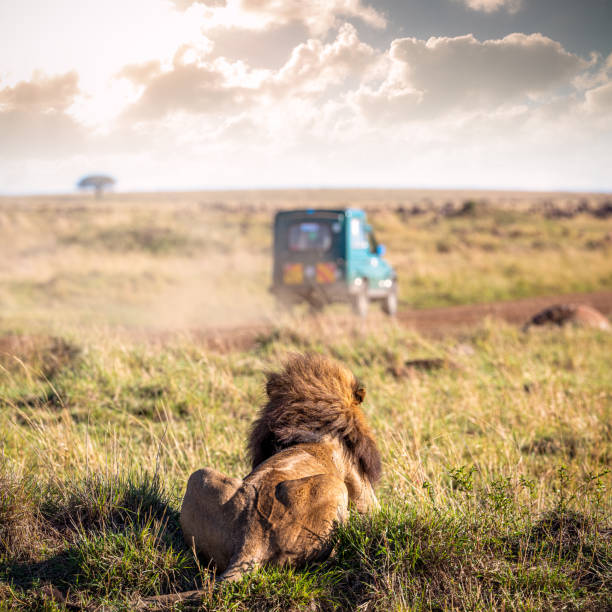 istock Lion Watching Safari Vehicle Drive By 1210859853